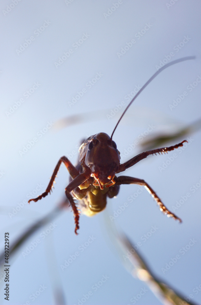 grasshopper jumping close-up on a blurry background grasshopper jumping close-up on a blurry background