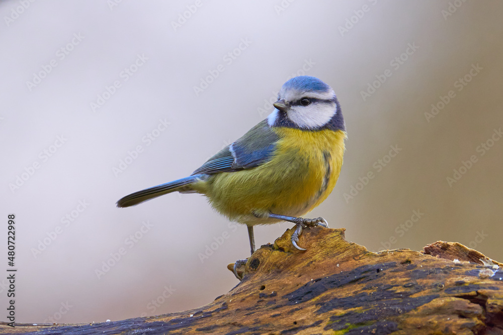 Obraz premium Blaumeise (Cyanistes caeruleus, Syn.: Parus caeruleus) 
