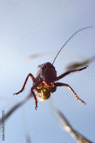 grasshopper jumping close-up on a blurry background © albert