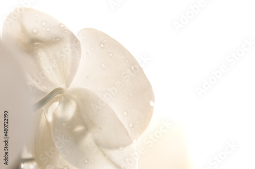 white macro orchid flower on white background