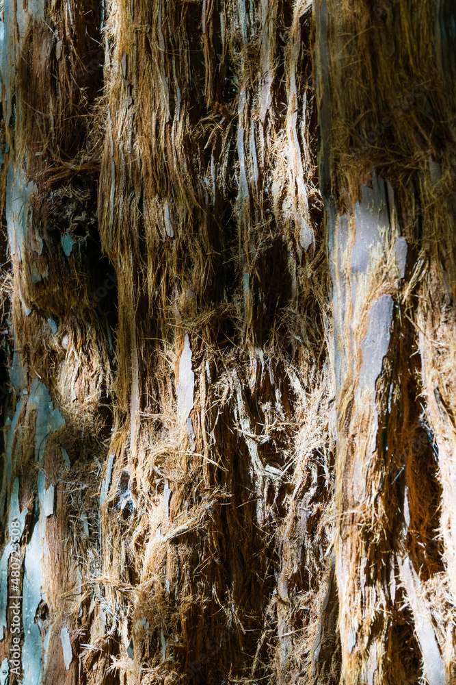 Close-up of brown textured bark of evergreen Sequoia sempervirens Glauca (Coast Redwood Tree) in Arboretum Park Southern Cultures in Sirius (Adler) Sochi. Original nature background, copy space. Close-up of brown textured bark of evergreen Sequoia sempervirens Glauca (Coast Redwood Tree) in Arboretum Park Southern Cultures in Sirius (Adler) Sochi. Original nature background, copy space.