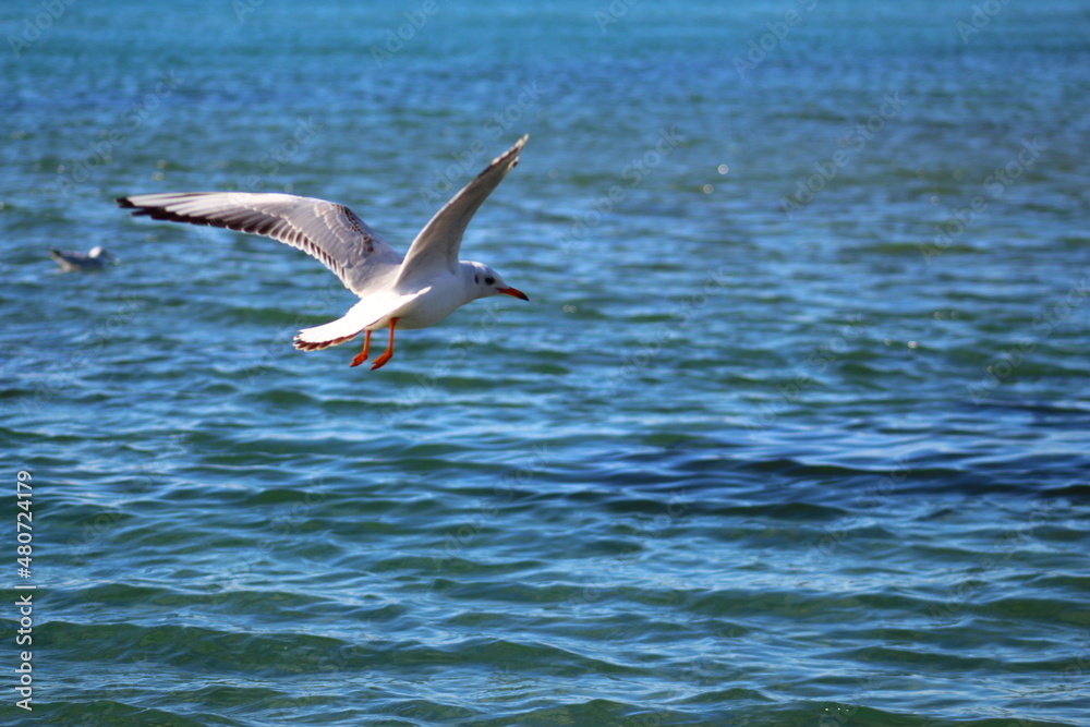 Obraz premium seagull