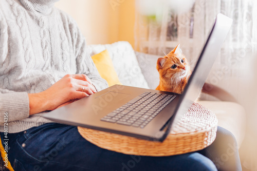 Fototapeta Curious ginger cat looking at screen of laptop while man working online from home with pet