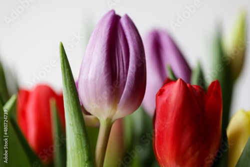 Colourful bouquet of purple, red, orange, yellow and white tulips.