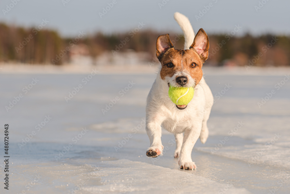 Funny dog carries in mouth tennis ball running on slippery ice of frozen lake on sunny winter day