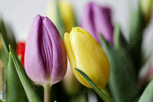 Flower purple tulip looks like vagina, vulva symbol.