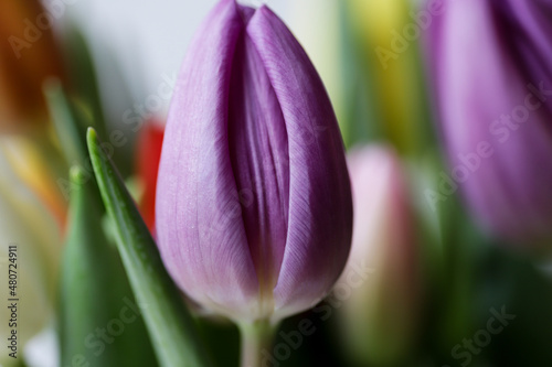 Flower purple tulip looks like vagina, vulva symbol.