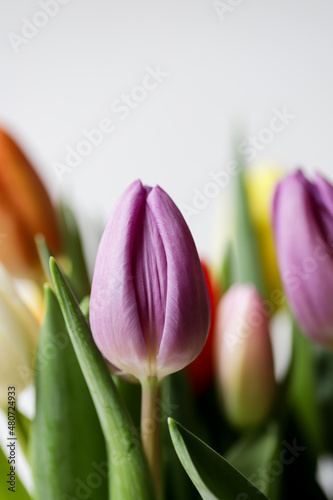 Flower purple tulip looks like vagina, vulva symbol.