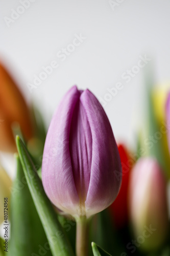 Flower purple tulip looks like vagina, vulva symbol.