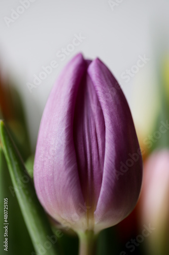 Flower purple tulip looks like vagina, vulva symbol.
