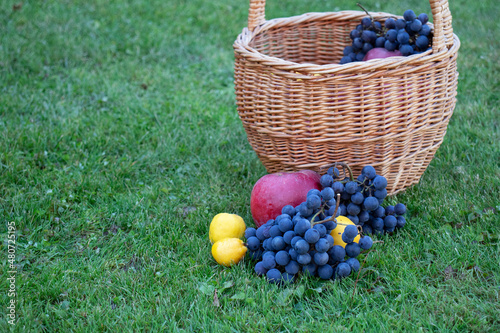 harvest of grapes, apples and quince in wicker basket