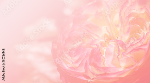 Pink rose petals on abstract blur romance background. Soft pink pastels background, valentines, wedding