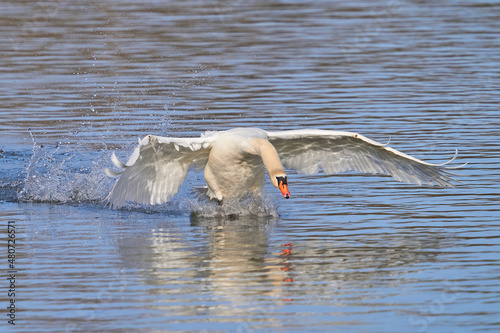 Höckerschwan (Cygnus olor) photo