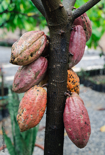 cocoa cacao tree plant fruit plantation ecuador rainforest seed forest cocoa fruit in the tree red variety is considered to be the best shot in ecuadorian jungle cocoa cacao tree plant fruit plantatio photo