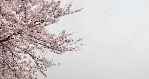 Panning video of cherry blossoms in full bloom. photo