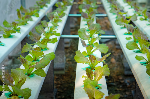 Hydrophonic lettuce cultivation in new lettuce farm. photo