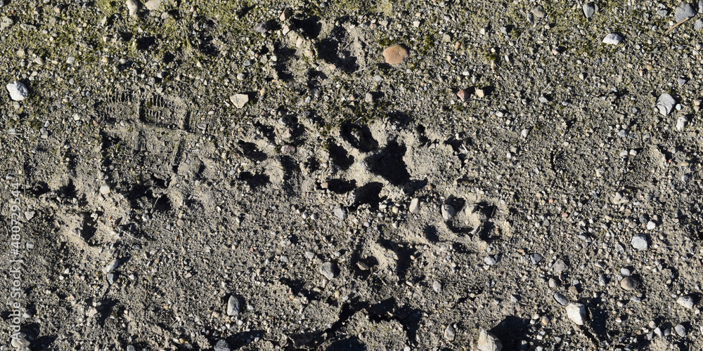 Fondo de textura de tierra húmeda congelada.