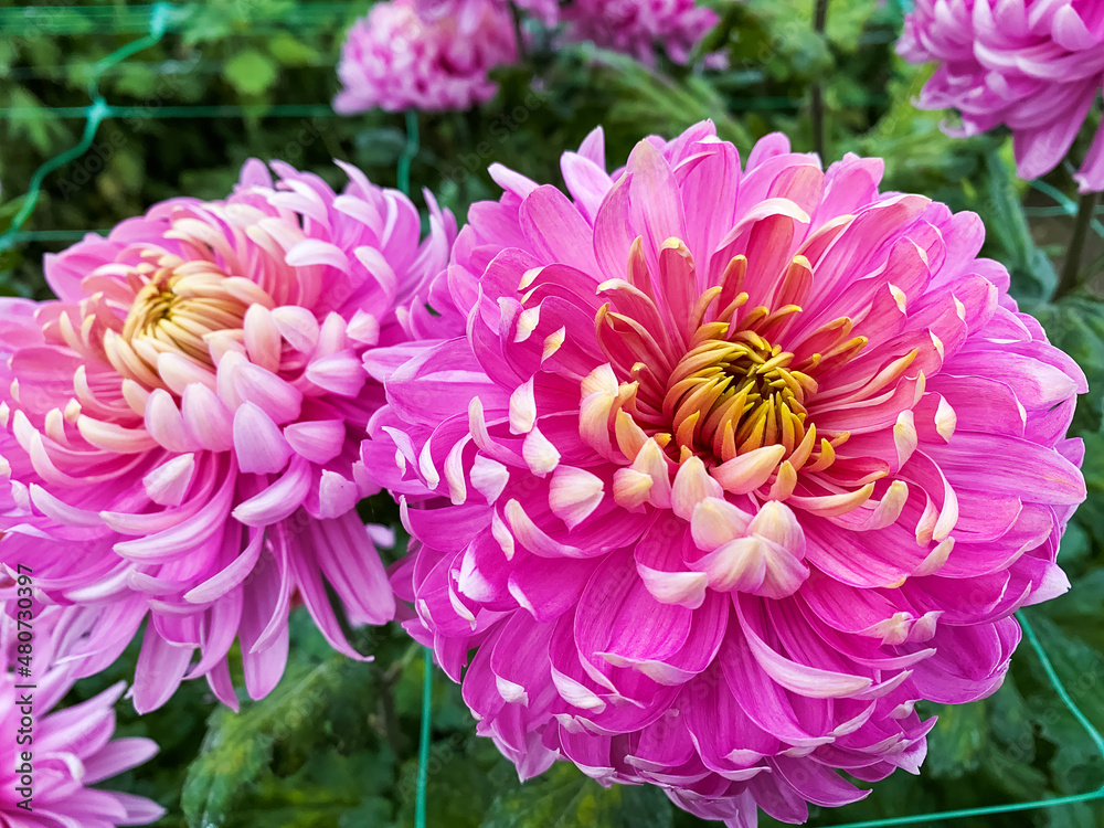 Colorful chrysanthemum flowers close-up Colorful chrysanthemum flowers close-up