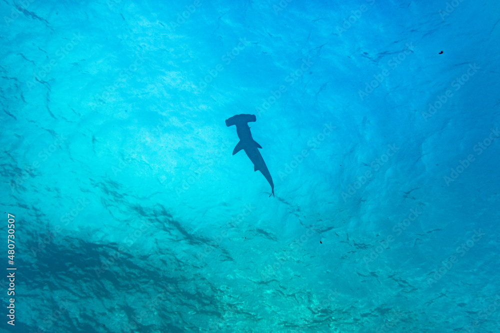 hammerhead shark near the reef at shallow depth  - obrazy, fototapety, plakaty 