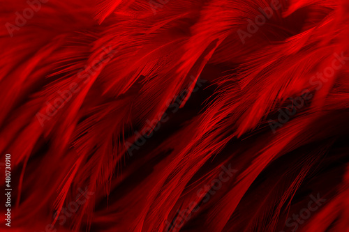 Beautiful Red Dark Feathers Texture Vintage Background. Swan Feathers 