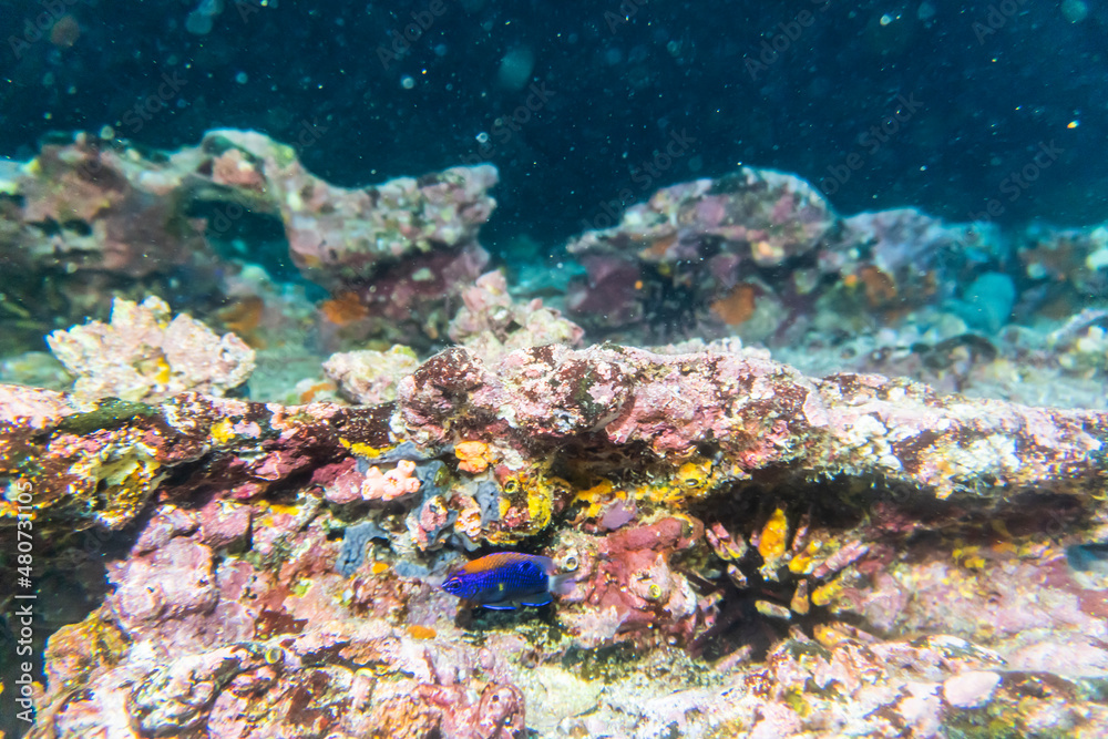 bright and colorful sea fish in shallow water in natural conditions
