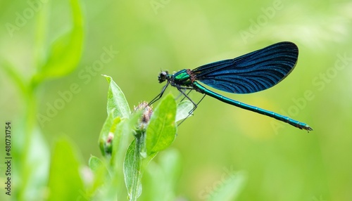 Obraz na plátně Beautiful demoiselle (Calopteryx virgo) insect,  green blue European damselfly o