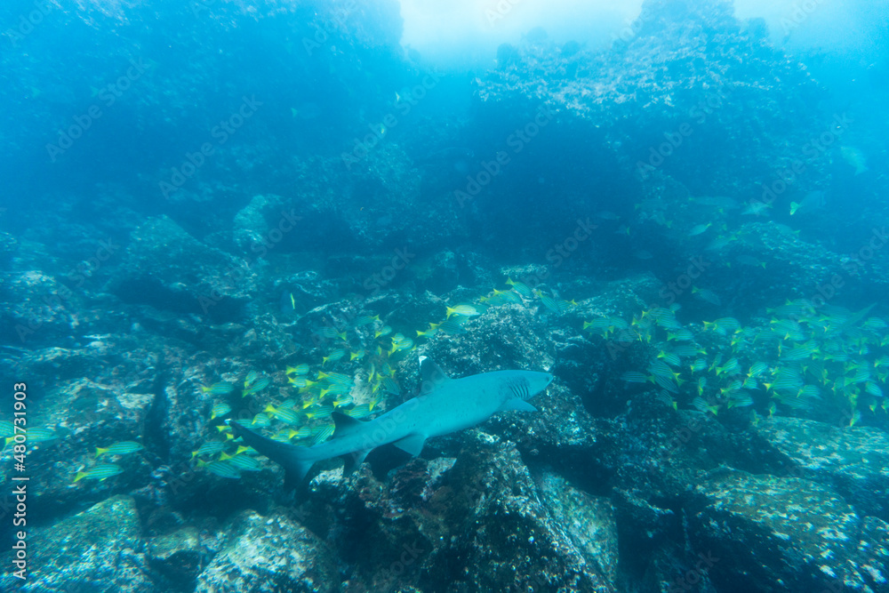 reef whitetip shark in shallow water between rocks 