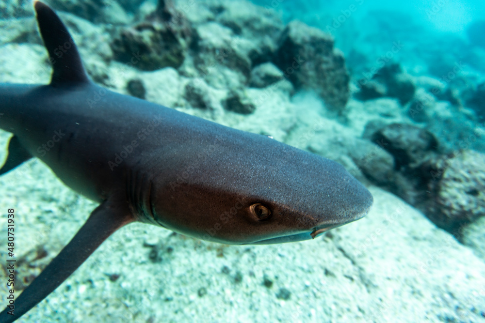 reef whitetip shark in shallow water between rocks 