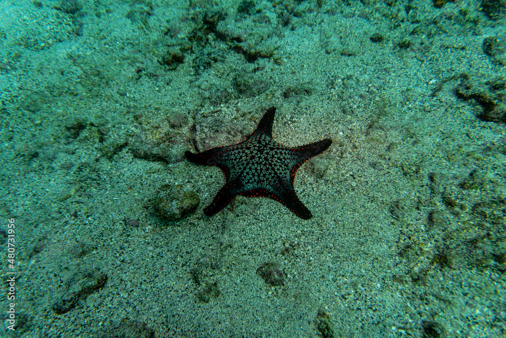 bright and colorful sea fish in shallow water in natural conditions bright and colorful sea fish in shallow water in natural conditions