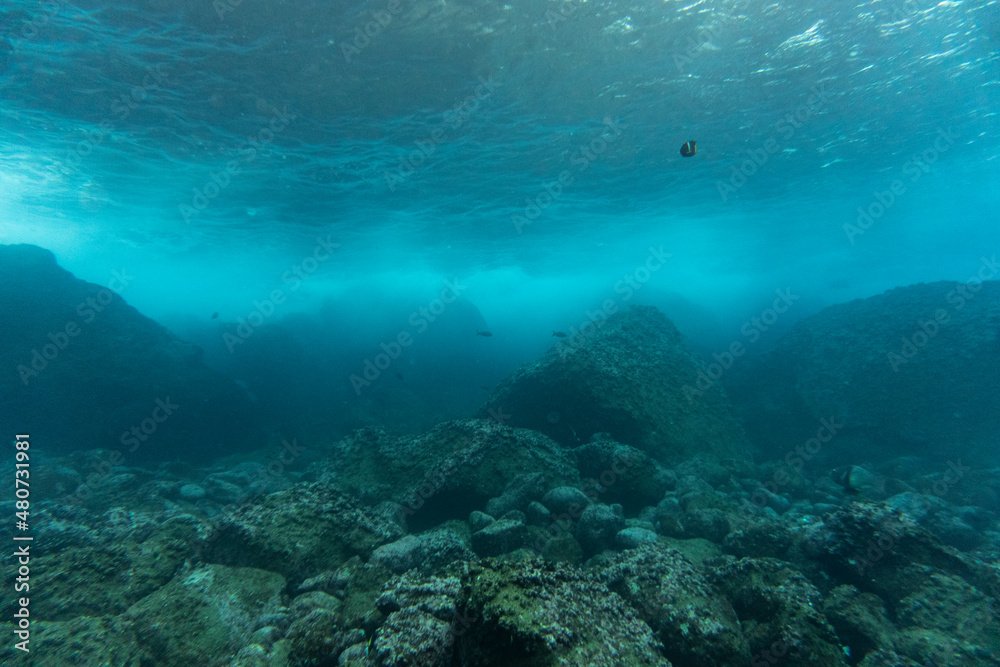 Fototapeta premium bright and colorful sea fish in shallow water in natural conditions