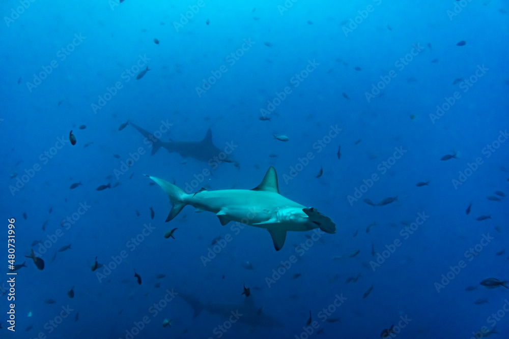 hammerhead sharks in warm currents in the Galapagos Islands hammerhead sharks in warm currents in the Galapagos Islands