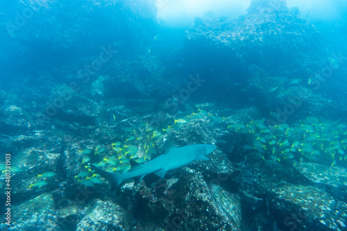 reef whitetip shark in shallow water between rocks 