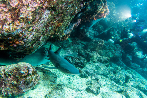 reef whitetip shark in shallow water between rocks 