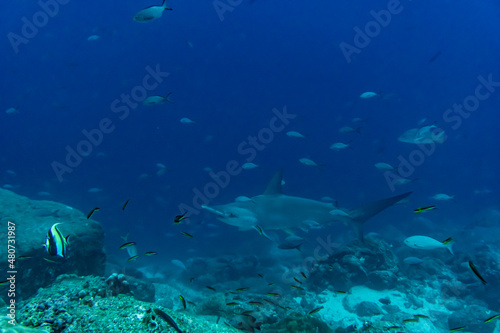 hammerhead sharks in warm currents in the Galapagos Islands