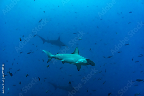 hammerhead sharks in warm currents in the Galapagos Islands 