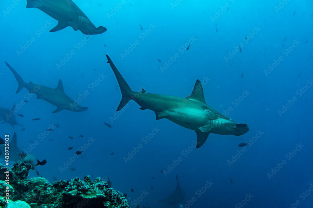 hammerhead sharks in warm currents in the Galapagos Islands hammerhead sharks in warm currents in the Galapagos Islands