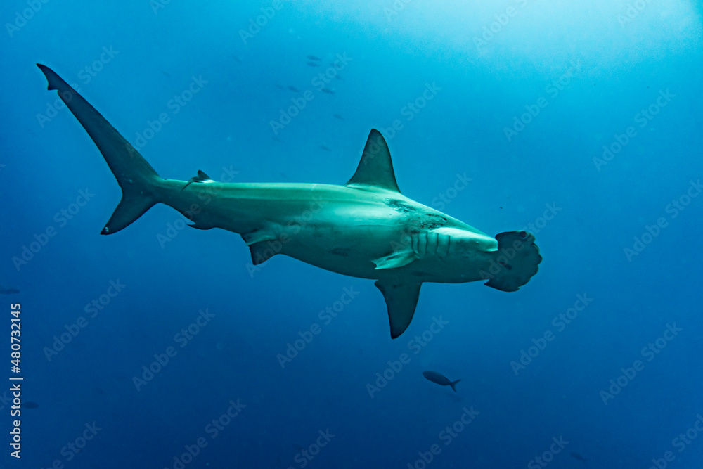 Fototapeta premium hammerhead sharks in warm currents in the Galapagos Islands 