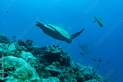 big ocean turtle swims in the sea in blue water  © константин константи