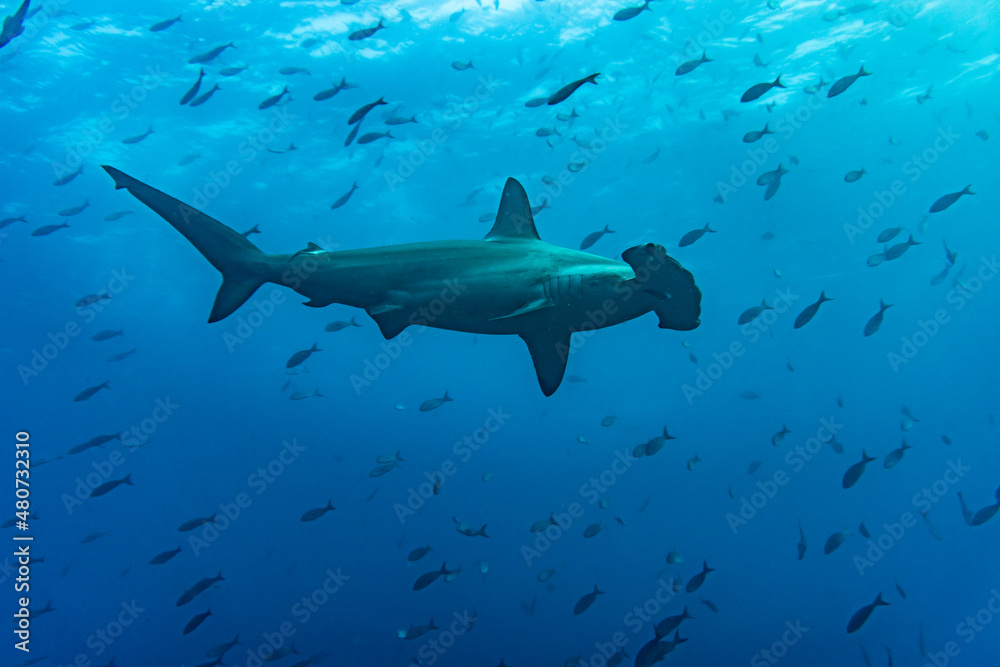 hammerhead sharks in warm currents in the Galapagos Islands hammerhead sharks in warm currents in the Galapagos Islands