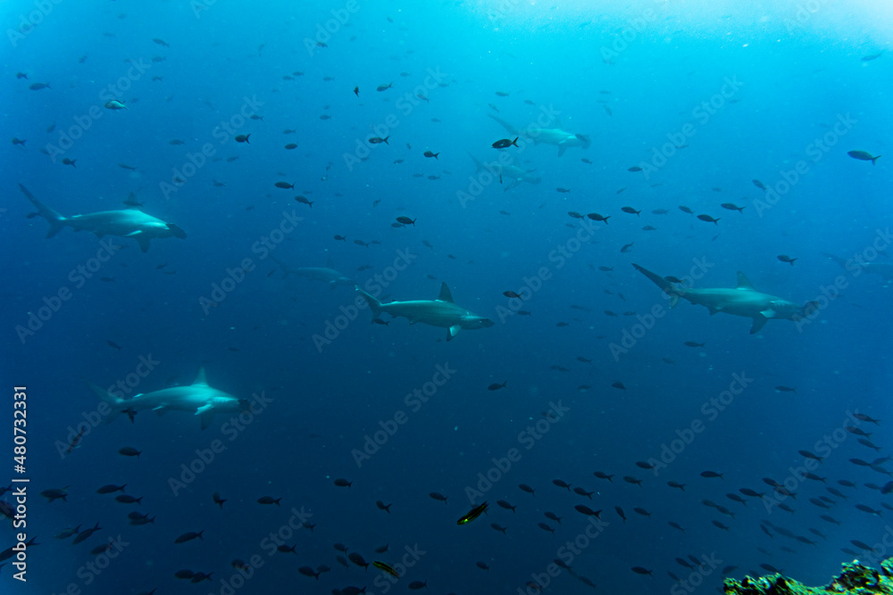 hammerhead sharks in warm currents in the Galapagos Islands hammerhead sharks in warm currents in the Galapagos Islands