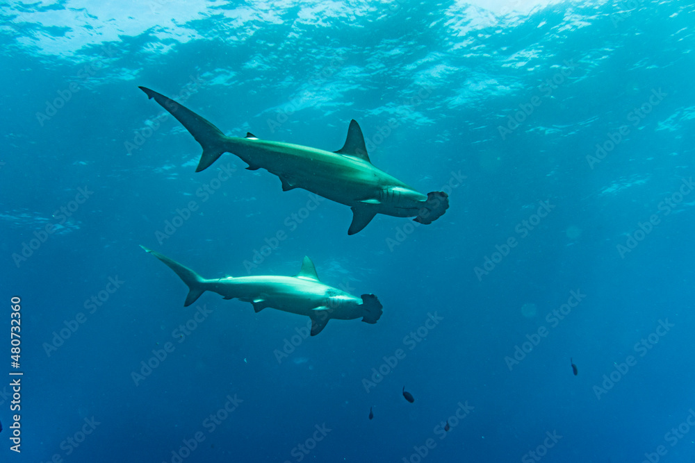 Fototapeta premium hammerhead sharks in warm currents in the Galapagos Islands 