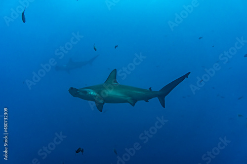 hammerhead sharks in warm currents in the Galapagos Islands  © константин константи