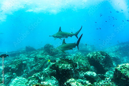 hammerhead sharks in warm currents in the Galapagos Islands 