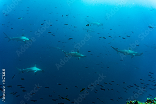hammerhead sharks in warm currents in the Galapagos Islands © константин константи