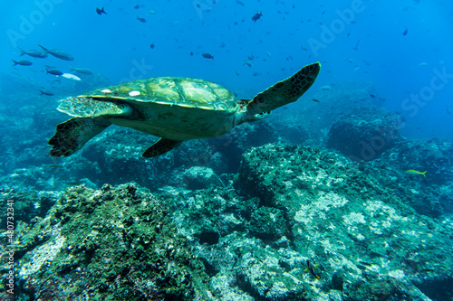 big ocean turtle swims in the sea in blue water 