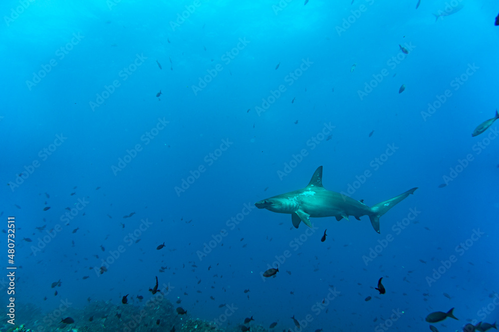Fototapeta premium hammerhead sharks in warm currents in the Galapagos Islands 