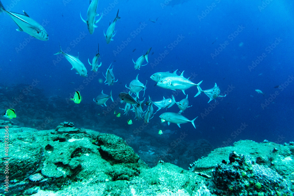 bright and colorful sea fish in shallow water in natural conditions bright and colorful sea fish in shallow water in natural conditions