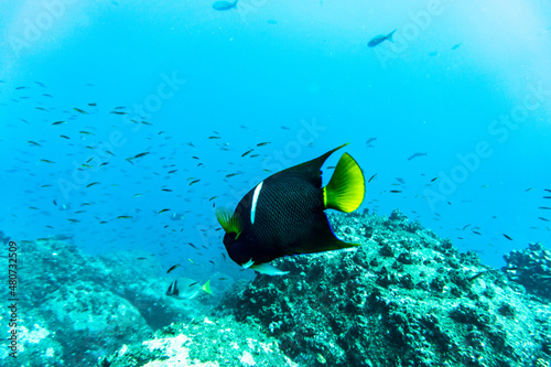 bright and colorful sea fish in shallow water in natural conditions 