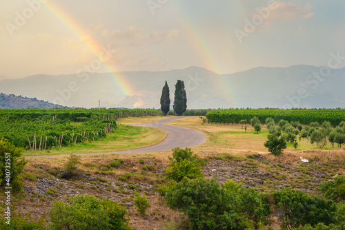 Rainbow over vineyard