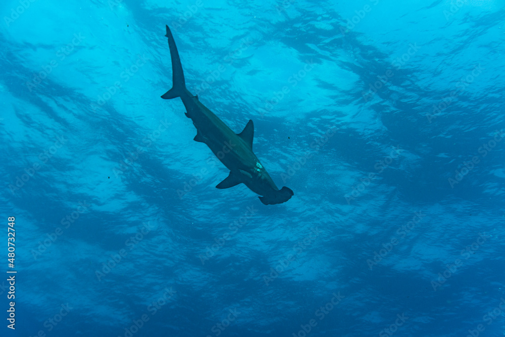 Obraz premium hammerhead sharks in warm currents in the Galapagos Islands 